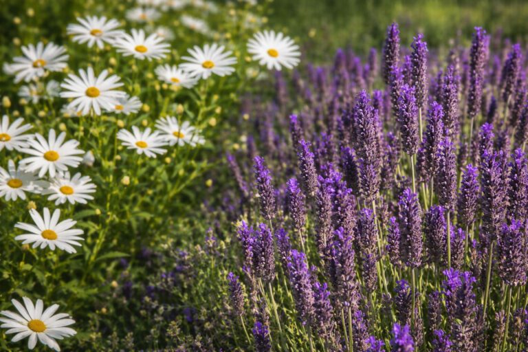 Xerojardinagem: Jardins Bonitos que Poupam Água
