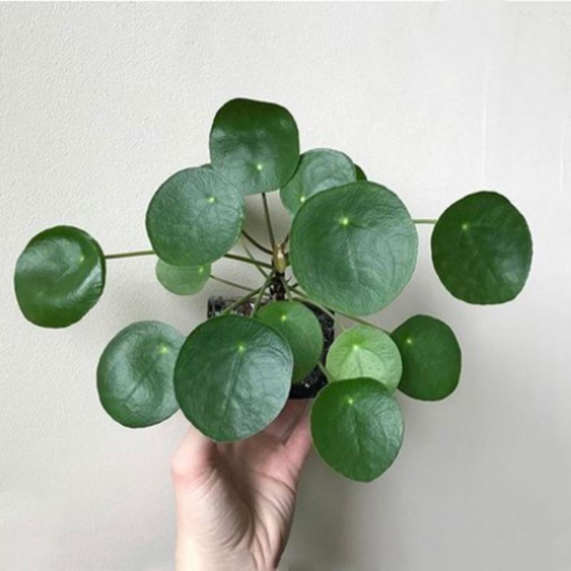 Pilea - Planta da Amizade