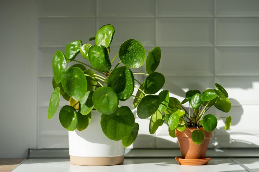 Pilea - Planta da Amizade