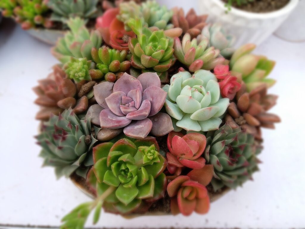 Suculenta