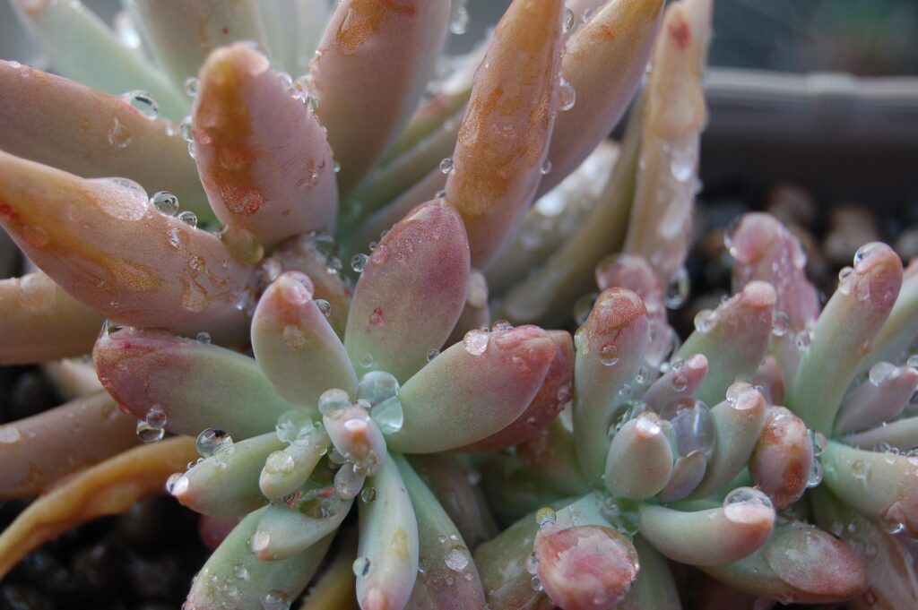 Suculenta